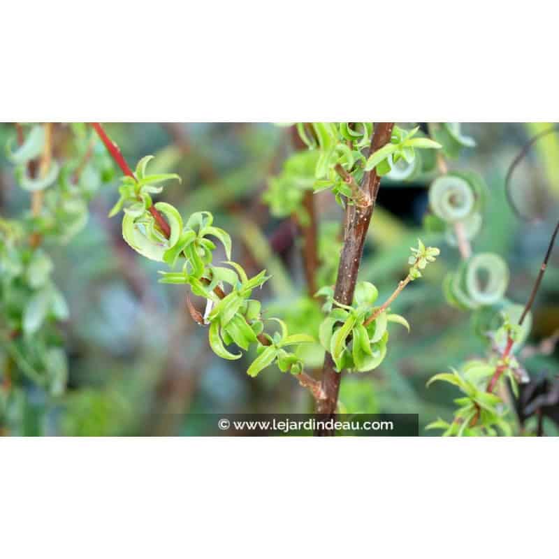 SALIX babylonica 'Crispa' SALIX babylonica 'Crispa'
