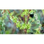 SALIX babylonica 'Crispa' SALIX babylonica 'Crispa'