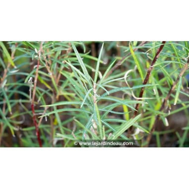 SALIX elaeagnos ssp. angustifolia - Saule à feuilles d\'argousier