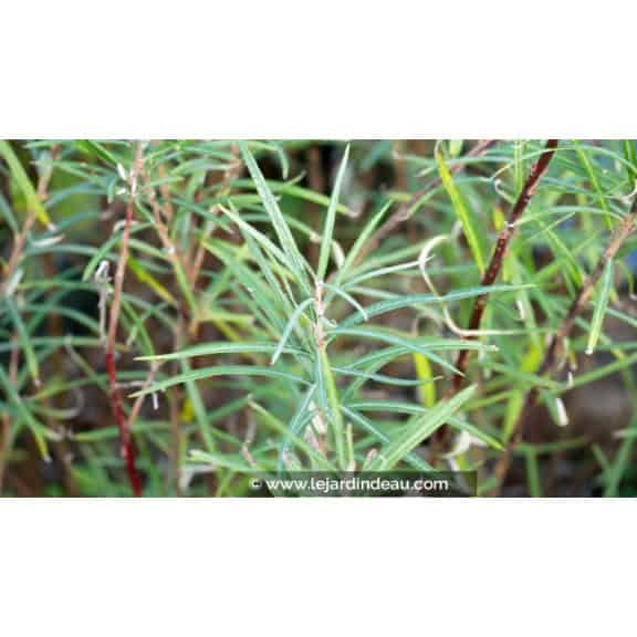 SALIX elaeagnos ssp. angustifolia