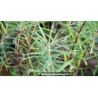 SALIX elaeagnos ssp. angustifolia SALIX elaeagnos ssp. angustifolia