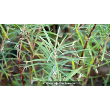 SALIX elaeagnos ssp. angustifolia - Saule à feuilles d\'argousier