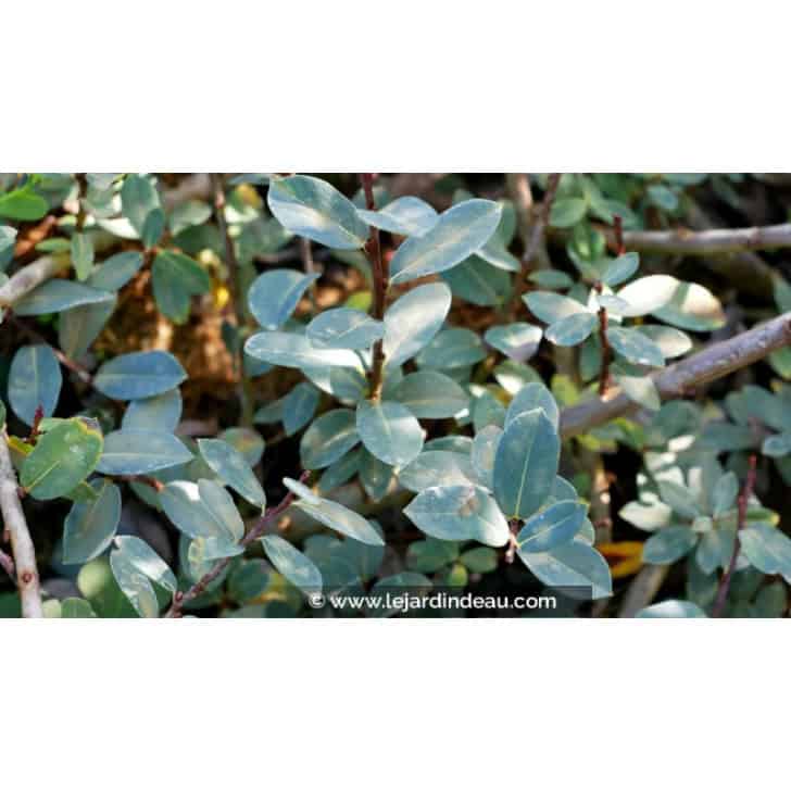 SALIX caesia