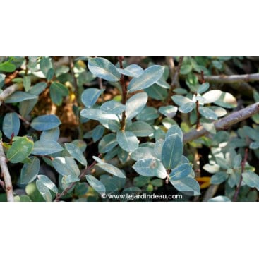 SALIX caesia - Saule bleuâtre
