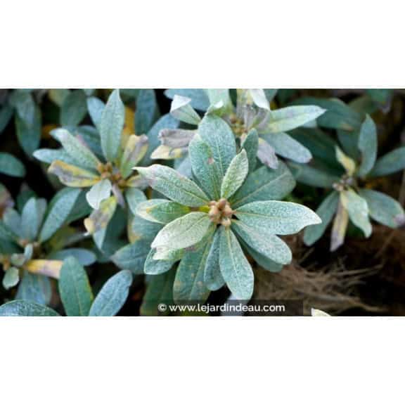 SALIX helvetica