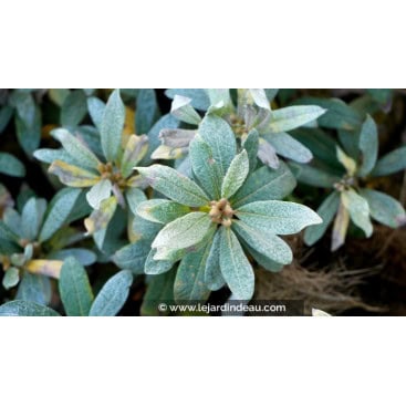 SALIX helvetica - Saule de Suisse