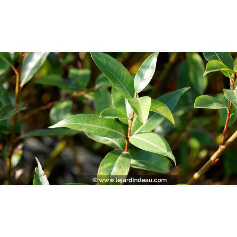 SALIX pentandra SALIX pentandra