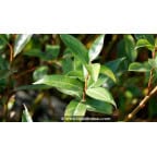SALIX pentandra SALIX pentandra