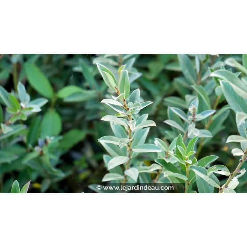 SALIX pyrenaica SALIX pyrenaica