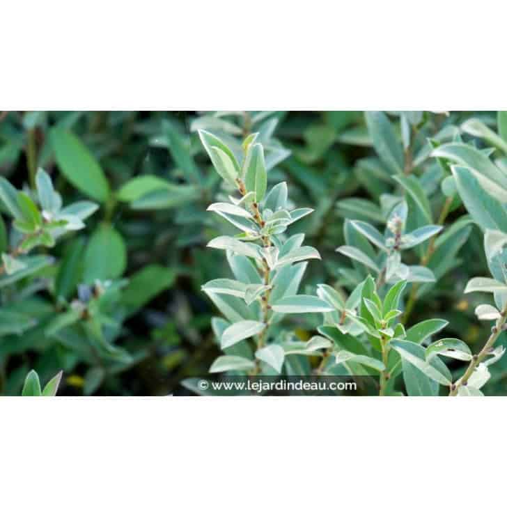 SALIX pyrenaica