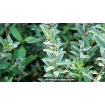 SALIX pyrenaica - Saule des Pyrénées