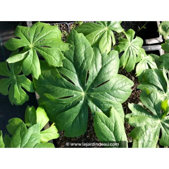 PODOPHYLLUM peltatum
