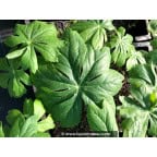 PODOPHYLLUM peltatum PODOPHYLLUM peltatum