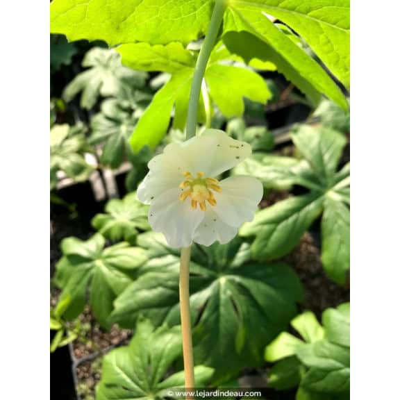 PODOPHYLLUM peltatum