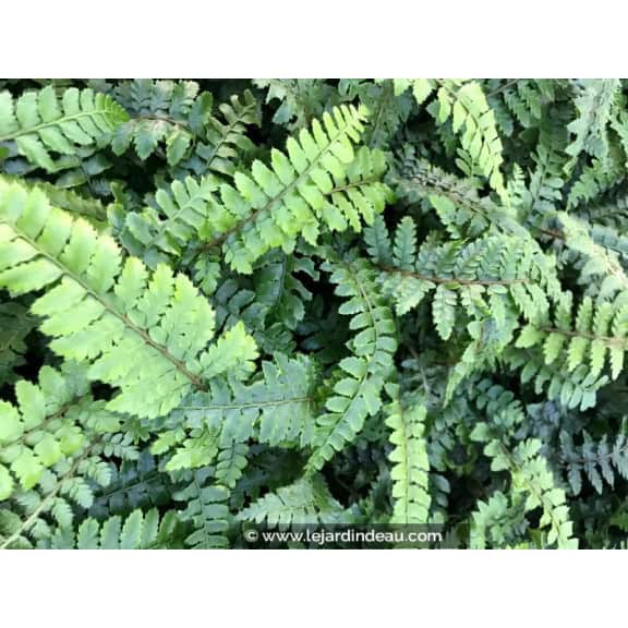 POLYSTICHUM polyblepharum