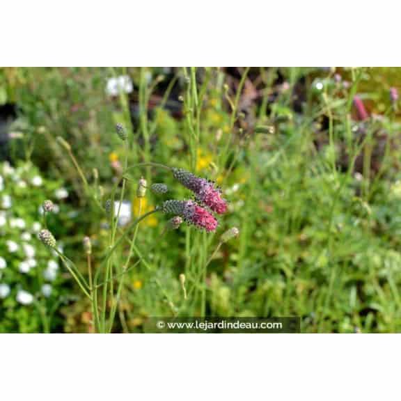 SANGUISORBA tenuifolia 'Purpurea'