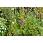SANGUISORBA tenuifolia 'Purpurea' SANGUISORBA tenuifolia 'Purpurea'