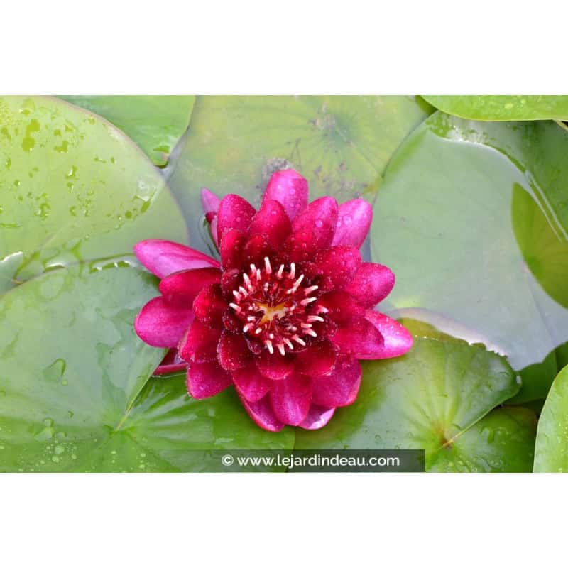 NYMPHAEA 'Black Princess' NYMPHAEA 'Black Princess'