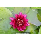 NYMPHAEA 'Black Princess' NYMPHAEA 'Black Princess'