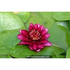 NYMPHAEA 'Black Princess' NYMPHAEA 'Black Princess'
