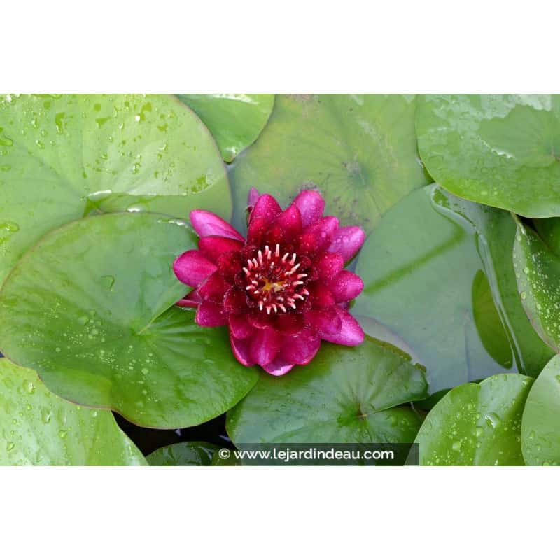 NYMPHAEA 'Black Princess' NYMPHAEA 'Black Princess'