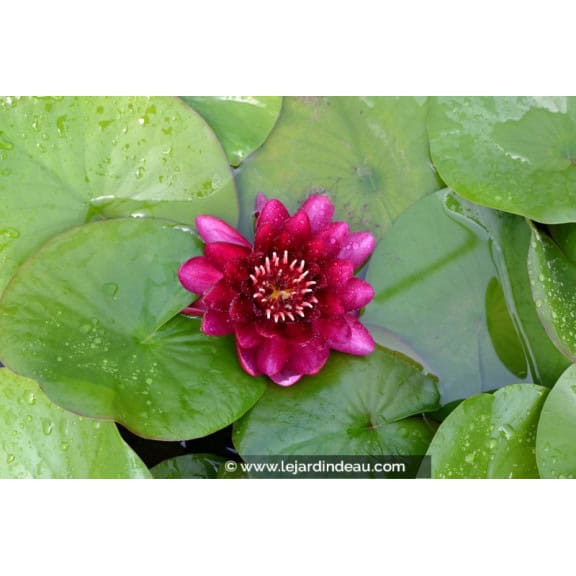 NYMPHAEA 'Black Princess'