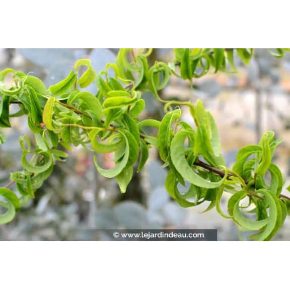 SALIX babylonica 'Crispa'