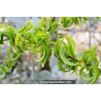 SALIX babylonica 'Crispa' SALIX babylonica 'Crispa'