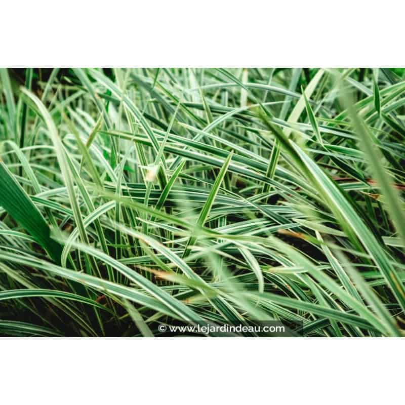 OPHIOPOGON jaburan 'Vittatus' OPHIOPOGON jaburan 'Vittatus'