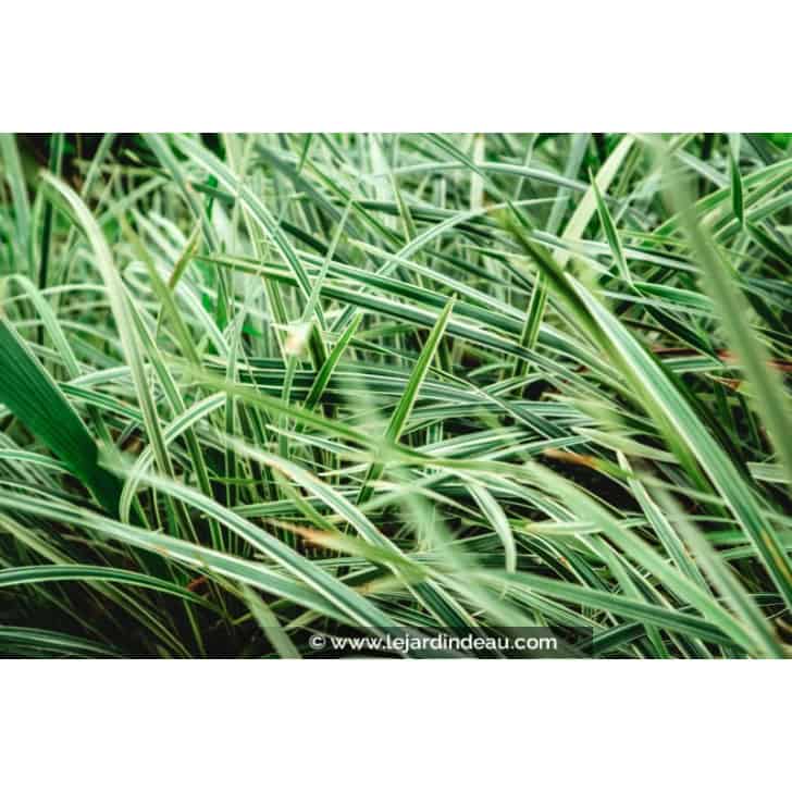 OPHIOPOGON jaburan 'Vittatus'