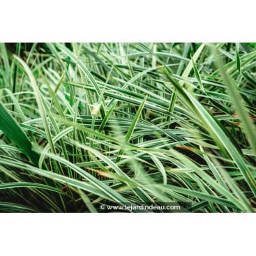 OPHIOPOGON jaburan \'Vittatus\' - Muguet du Japon / Mondo Grass / Muget du japon / Barbe de serpent / Herbe aux turquoise