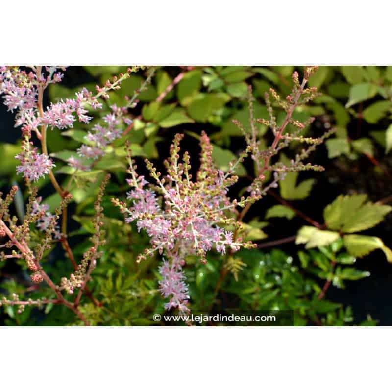 ASTILBE chinensis var. pumila 'Sérénade' ASTILBE chinensis var. pumila 'Sérénade'