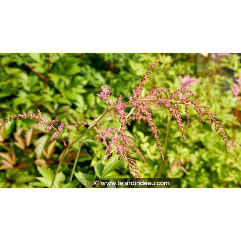 ASTILBE thunbergii 'Straussenfeder' ASTILBE thunbergii 'Straussenfeder'