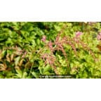 ASTILBE thunbergii 'Straussenfeder' ASTILBE thunbergii 'Straussenfeder'