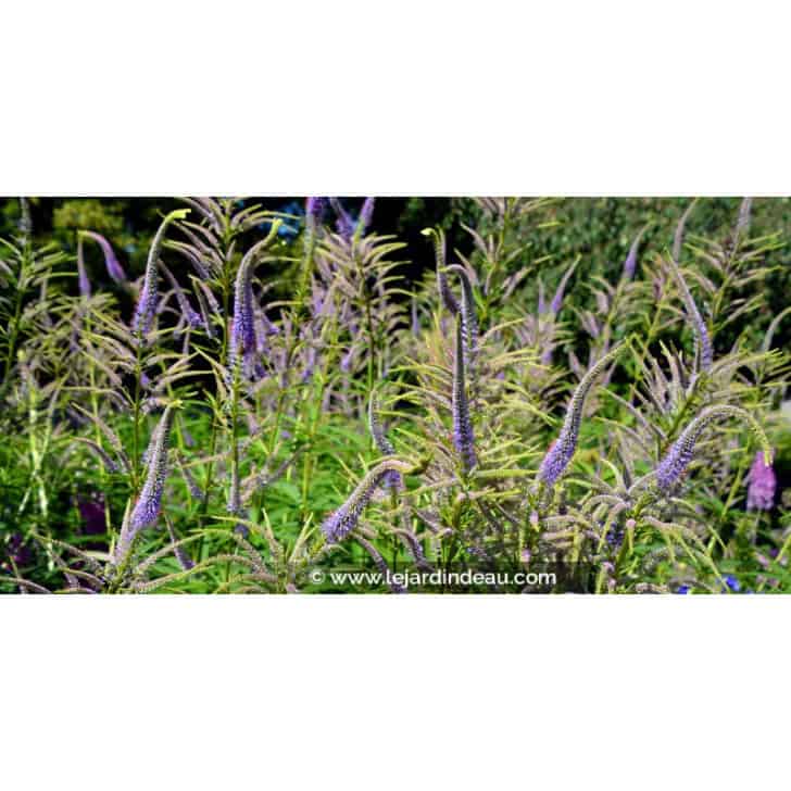 VERONICASTRUM virginicum 'Lavendelturm'