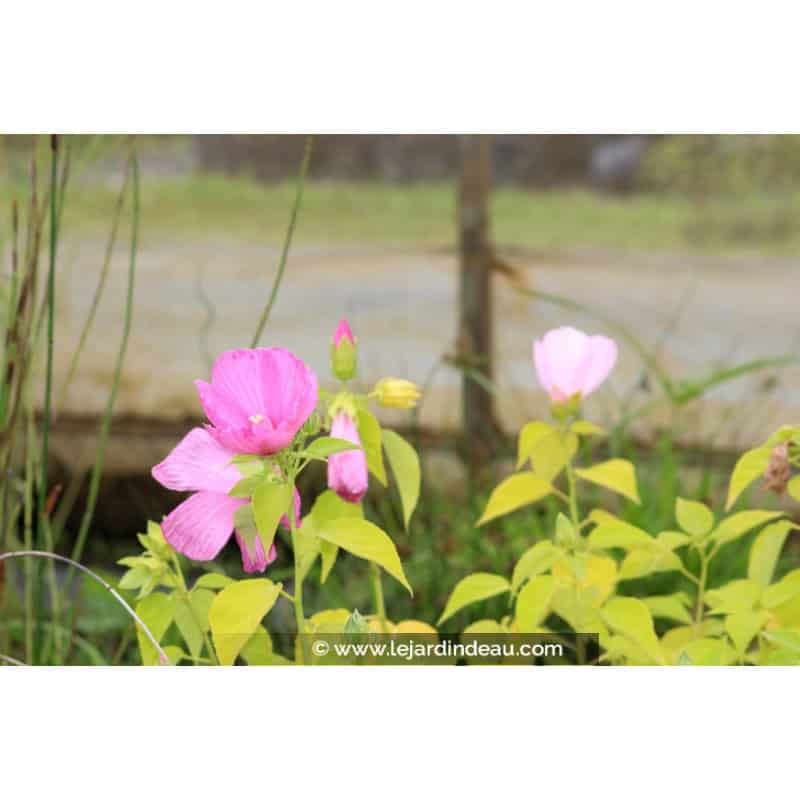 HIBISCUS moscheutos subsp. palustris