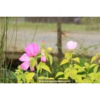 HIBISCUS moscheutos subsp. palustris