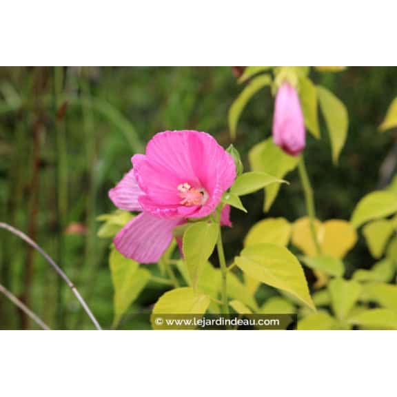 HIBISCUS moscheutos subsp. palustris