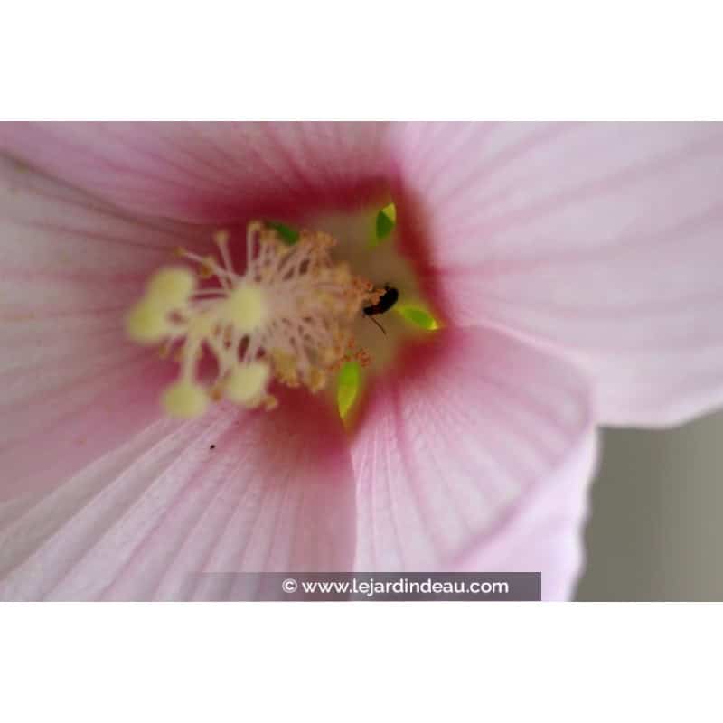 HIBISCUS moscheutos subsp. palustris