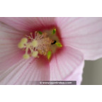 HIBISCUS moscheutos subsp. palustris