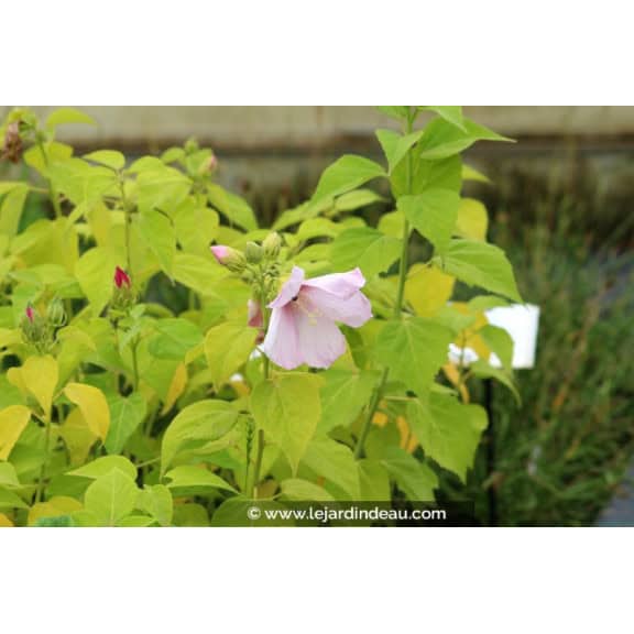 HIBISCUS moscheutos subsp. palustris