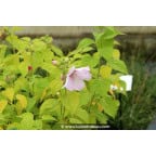 HIBISCUS moscheutos subsp. palustris