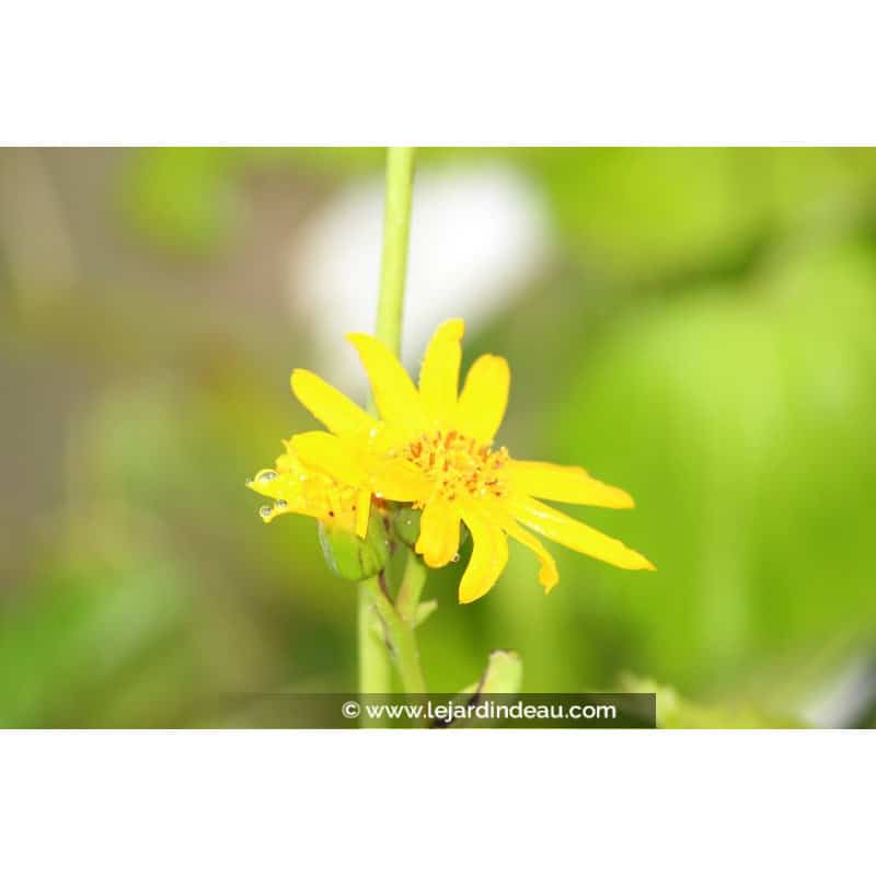 LIGULARIA x palmatiloba LIGULARIA x palmatiloba