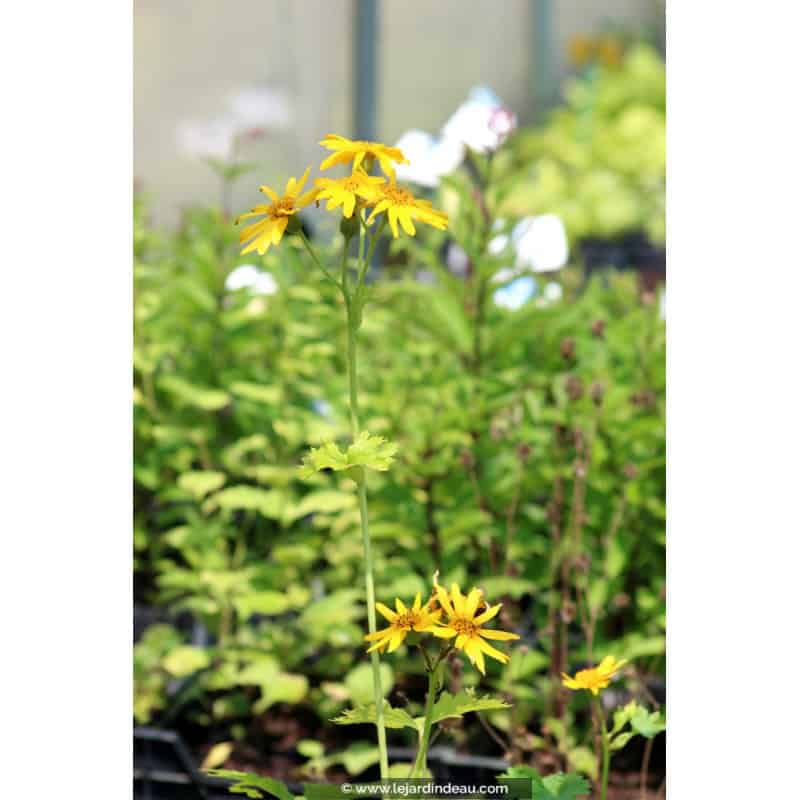 LIGULARIA x palmatiloba LIGULARIA x palmatiloba
