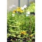 LIGULARIA x palmatiloba LIGULARIA x palmatiloba