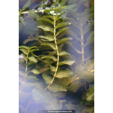 POTAMOGETON lucens - Potamot luisant