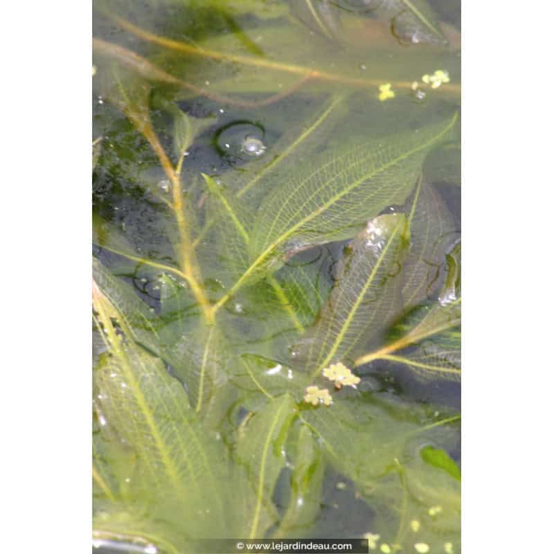 POTAMOGETON lucens POTAMOGETON lucens