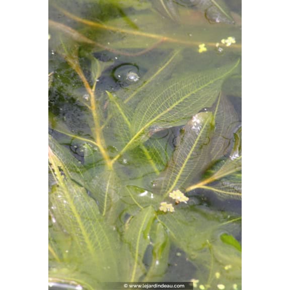 POTAMOGETON lucens
