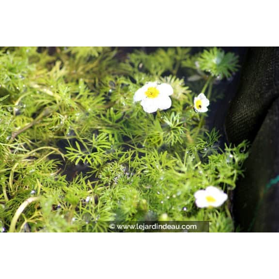 RANUNCULUS aquatilis
