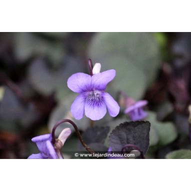 VIOLA labradorica - Violette de Rivin pourpre